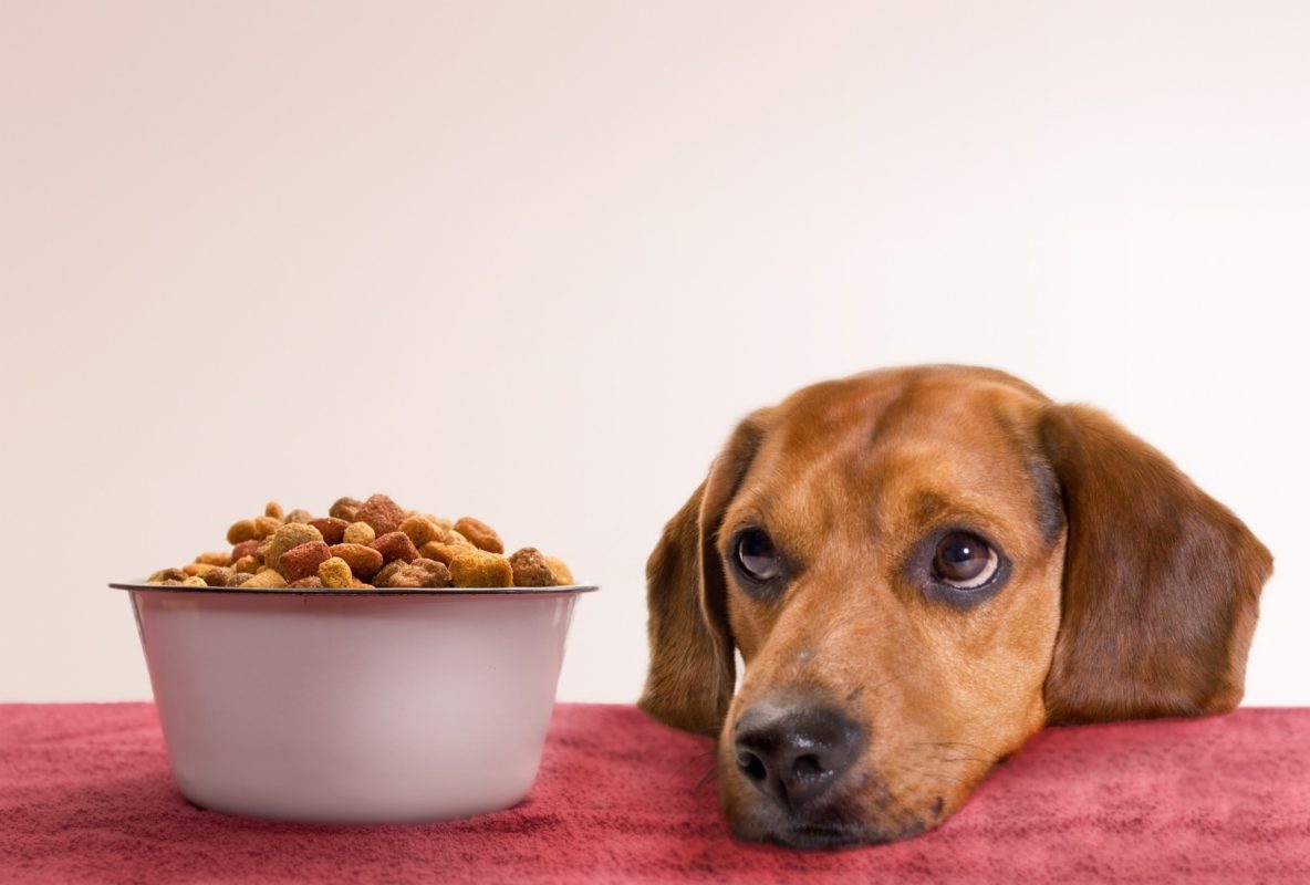 تفاوت بین غذای های مخصوص سگ های بالغ و توله سگ ها در چیست؟ | پت شاپ آنلاین سیناوت | sinavet