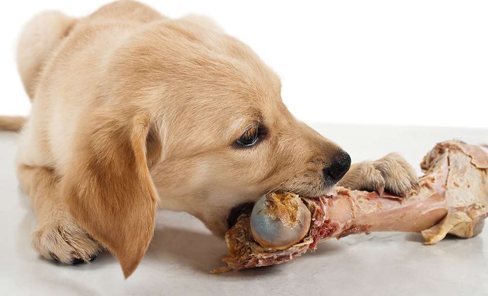 آیا تغذیه سگ با استخوان صحیح است
