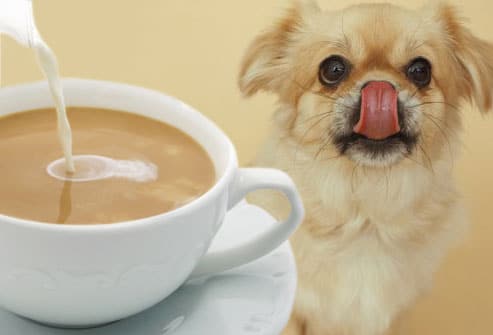 سگ قهوه چای