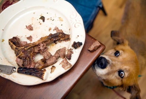 سگ اضافات گوشت و استخوان
