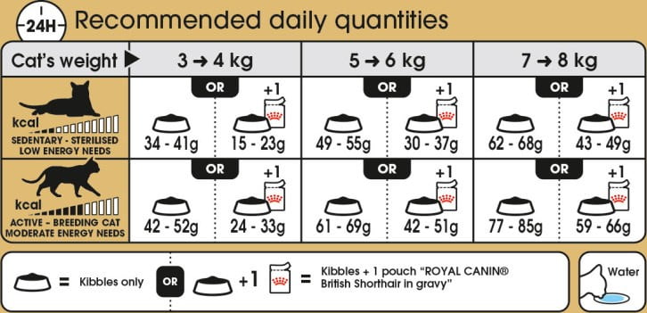 Royal British Shorthair Feeding Guide