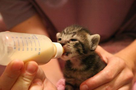 شیر دادن بچه گربه
