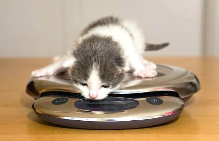 وزن بچه گربه ترازو