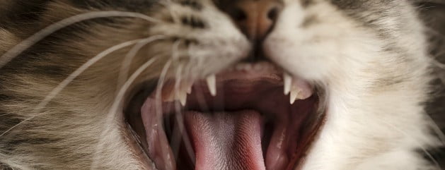 دندان بچه گربه