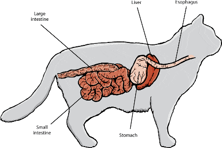 سیستم گوارش گربه