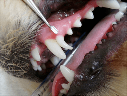 معاینه دندان سگ توسط دامپزشک