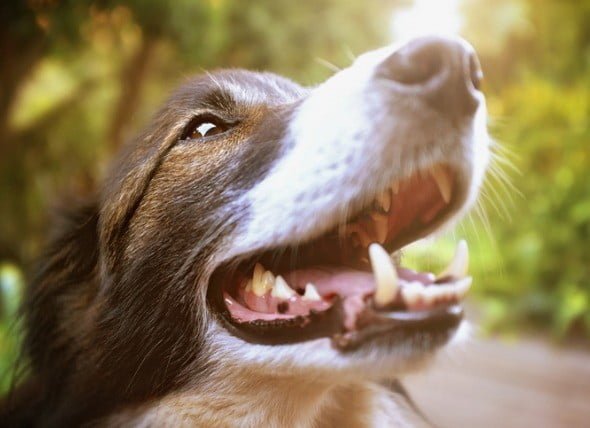 5 دلیل اهمیت مراقبت از دندانهای سگ ها