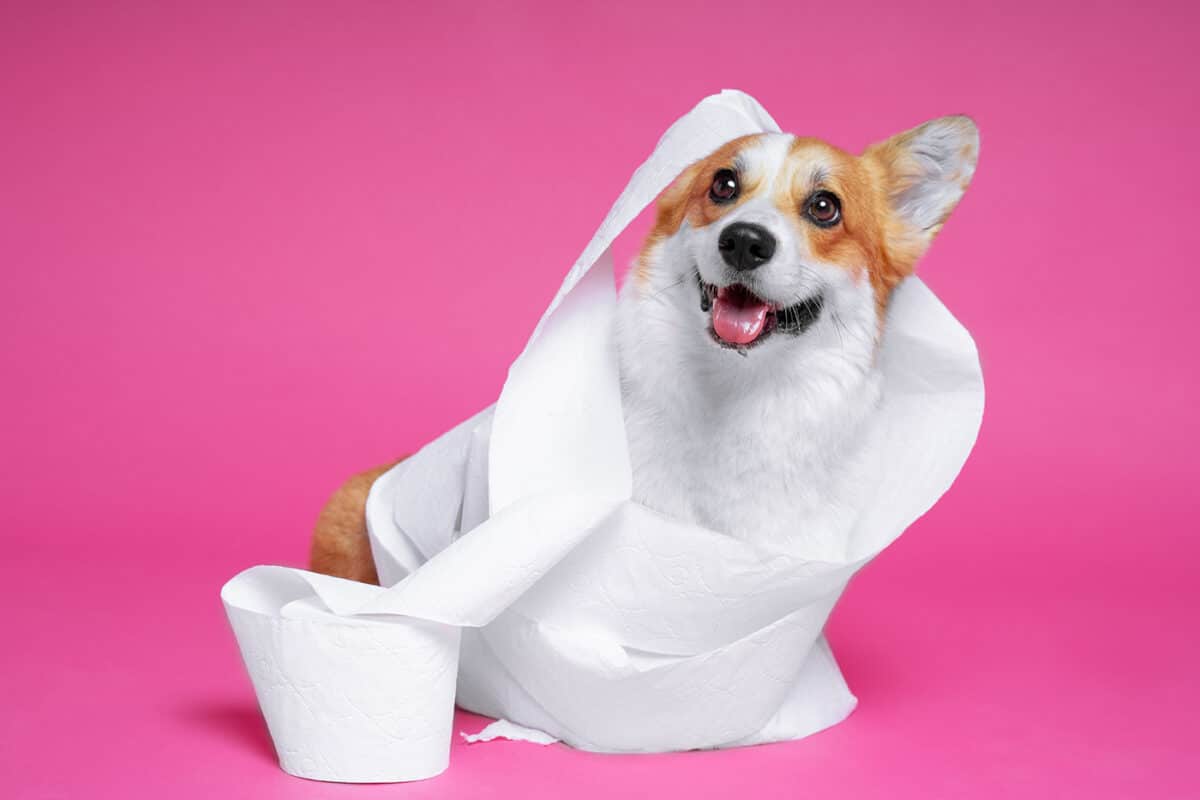 راهکارهای تربیتی برای دستشویی توله سگ