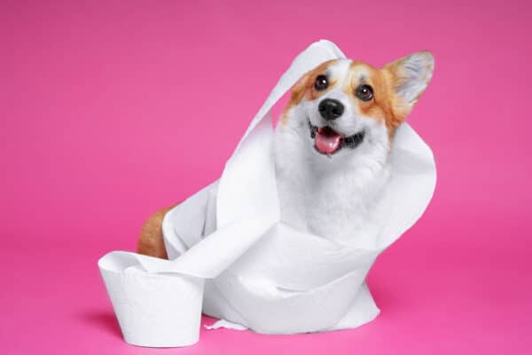 راهکارهای تربیتی برای دستشویی توله سگ
