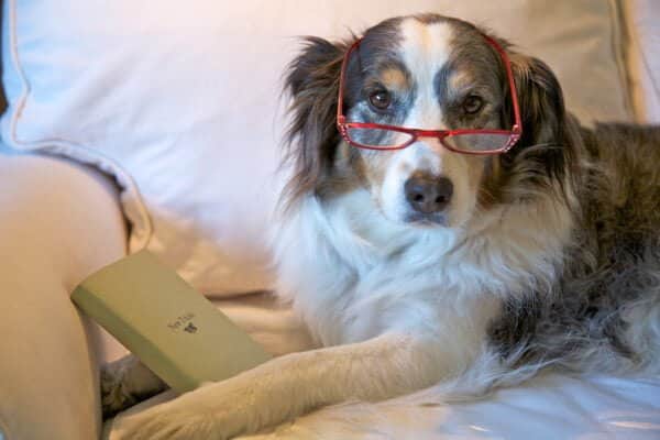 سگ مسن با عینک