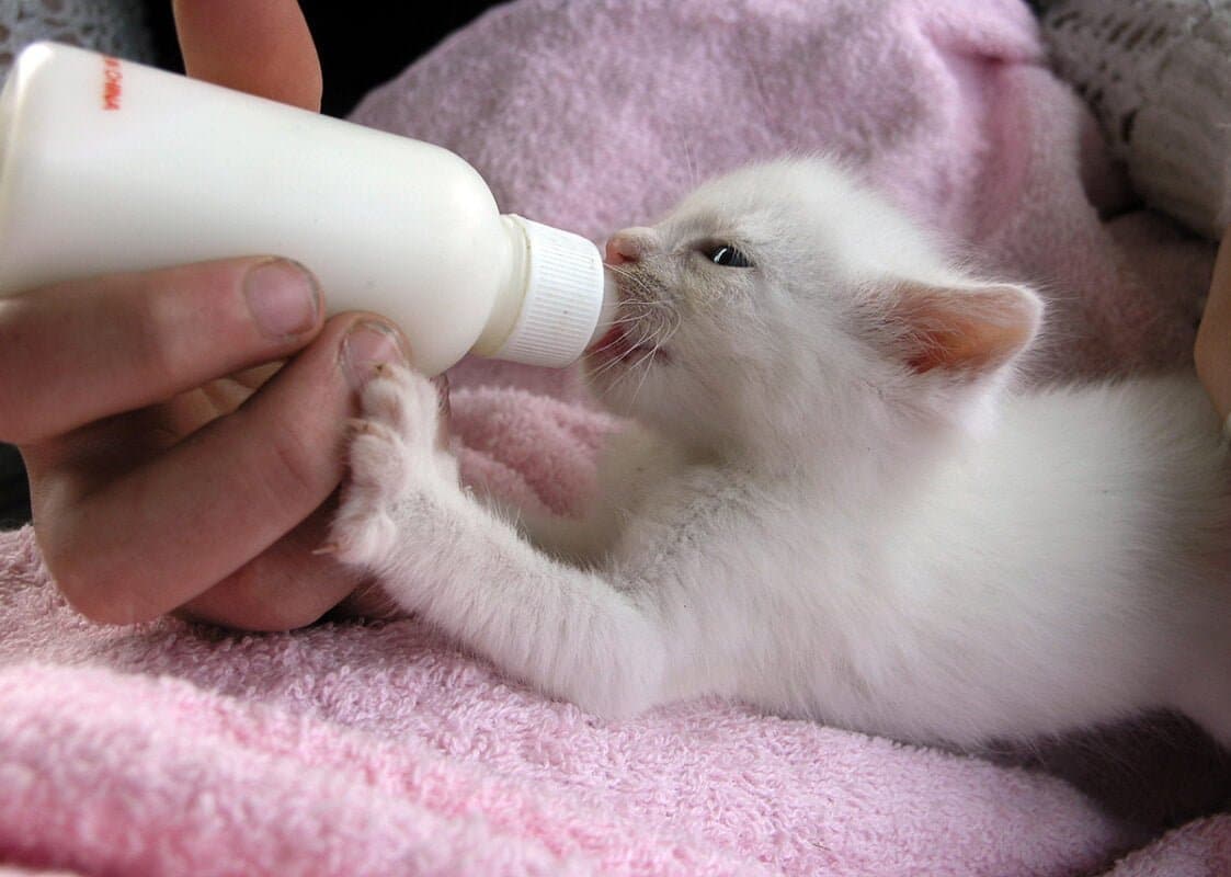 راهنمای شیر دادن و مراقبت از نوزاد گربه
