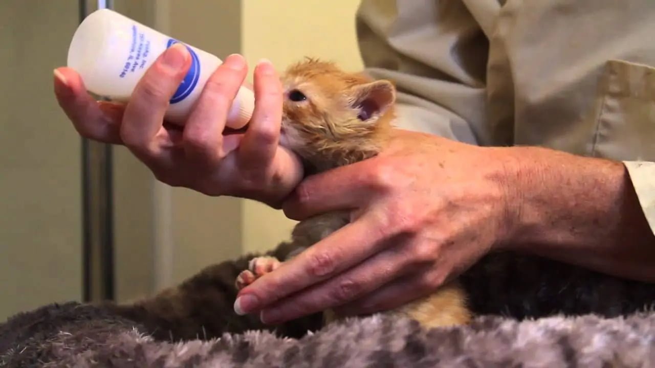 شیر دادن به نوزاد گربه 2
