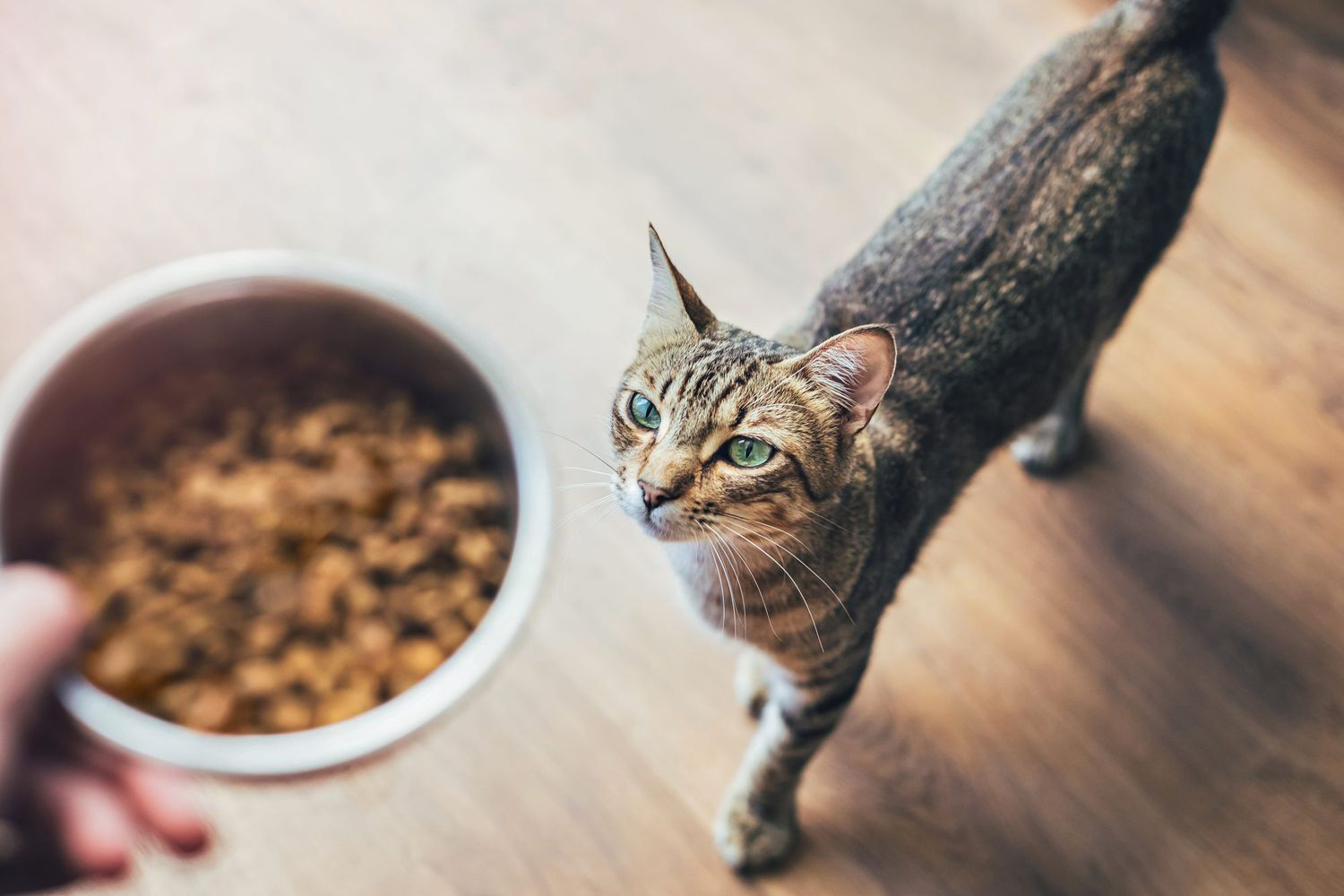 Cat and dry food