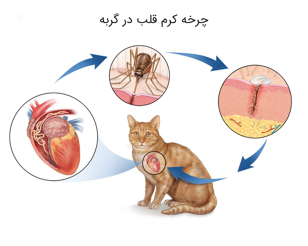 چرخه کرم قلب در گربه ها
