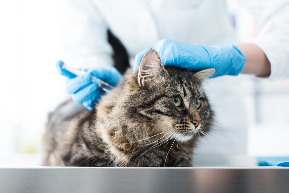 cat-vaccination